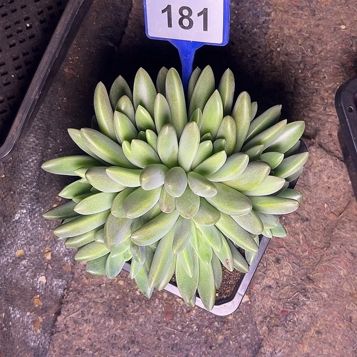 幸***心多肉植物橙色奇迹181