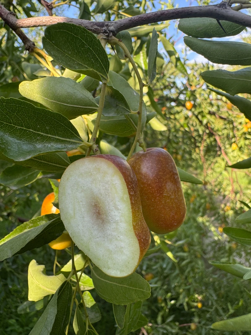 新疆新鲜特级红枣原产地现摘顺丰发货空运送上门