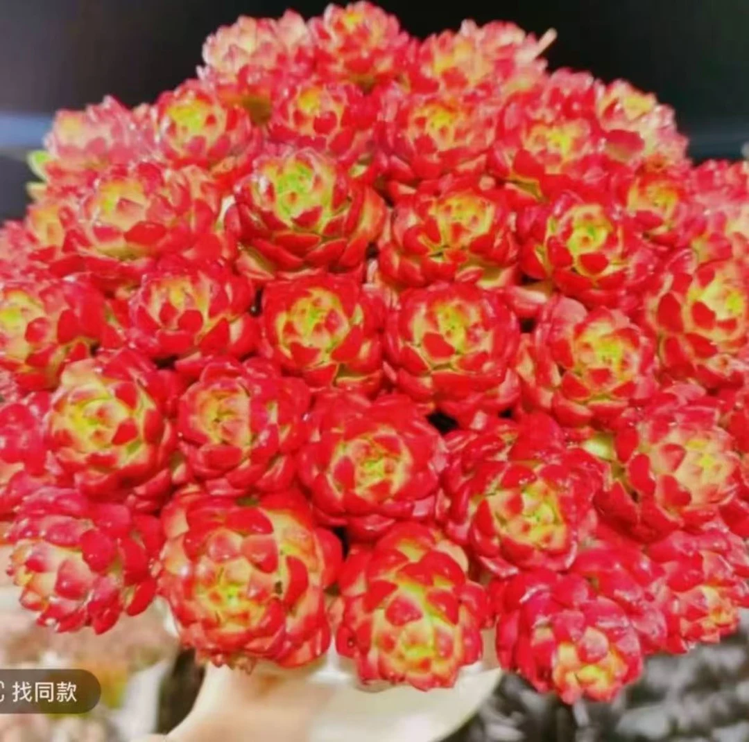 X爱马斯玫瑰+罗马盆 新手好养带盆栽好美观多肉植物秋季