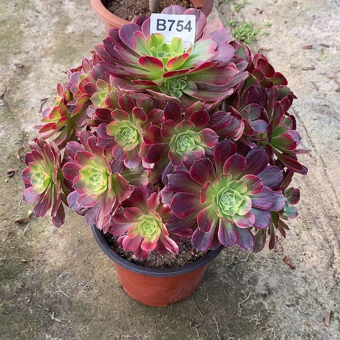 ༄****安娜多肉植物754