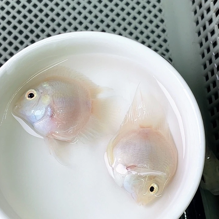 海水鱼迷你鹦鹉鱼