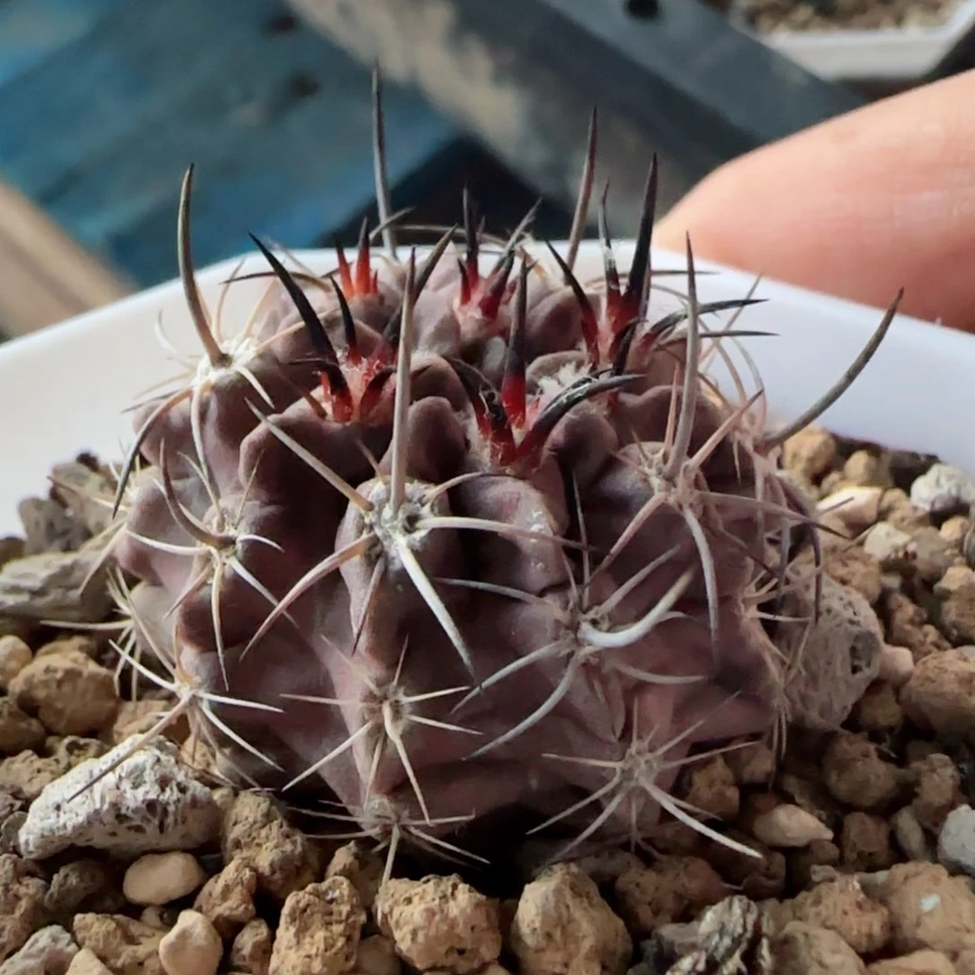 实生欧系素妆玉D08多肉