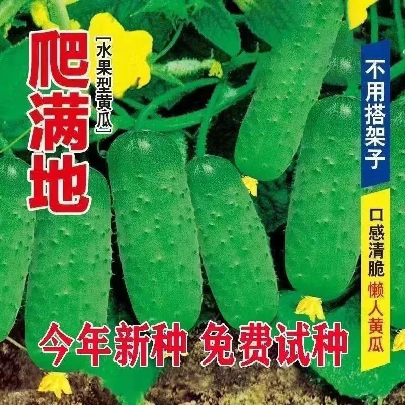 【三包黄瓜种子】满地爬水果黄瓜种子不搭架庭院盆栽种植育苗
