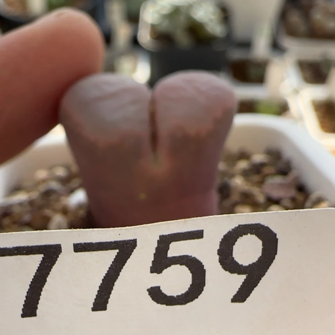 【闪购商品】M****.7759