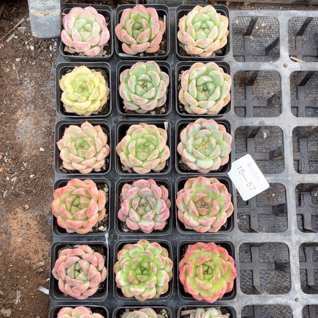 左4一物一拍15-57