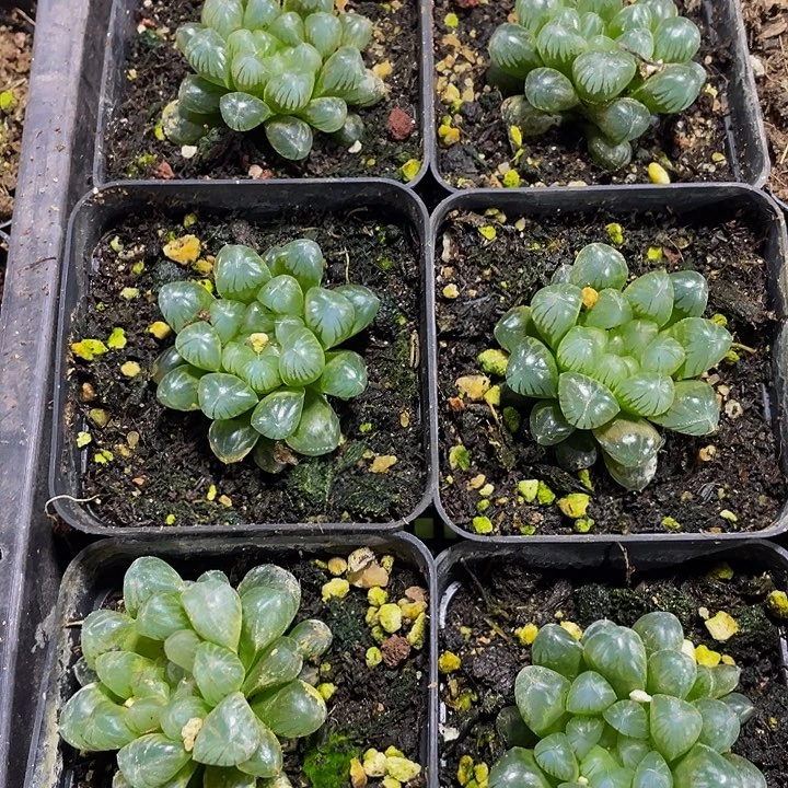 姬玉露带盆土发货