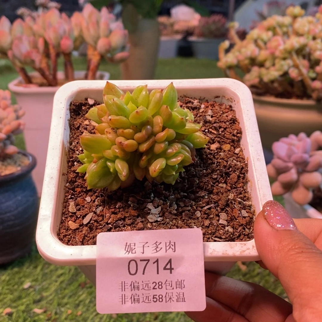 苹果花0714asasasas