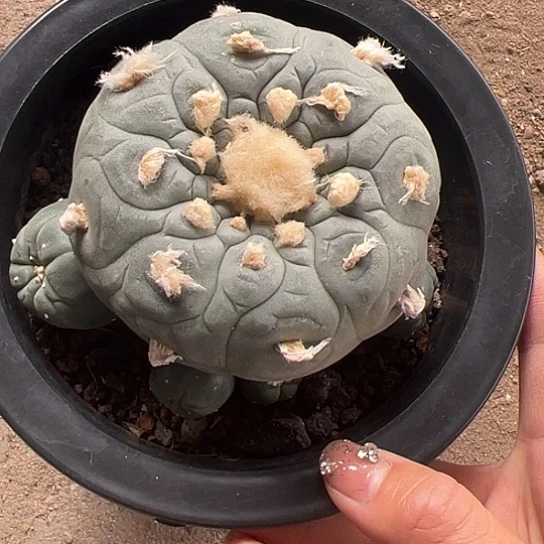 栀**儿实生草球466777888