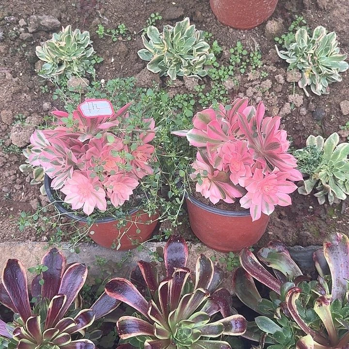 多肉植物女巫两个66号无售后