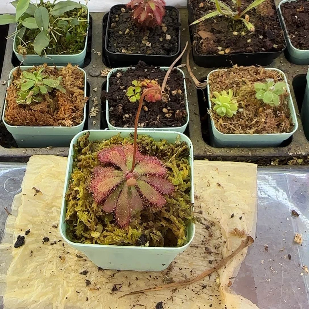 无花朵山地茅膏菜
