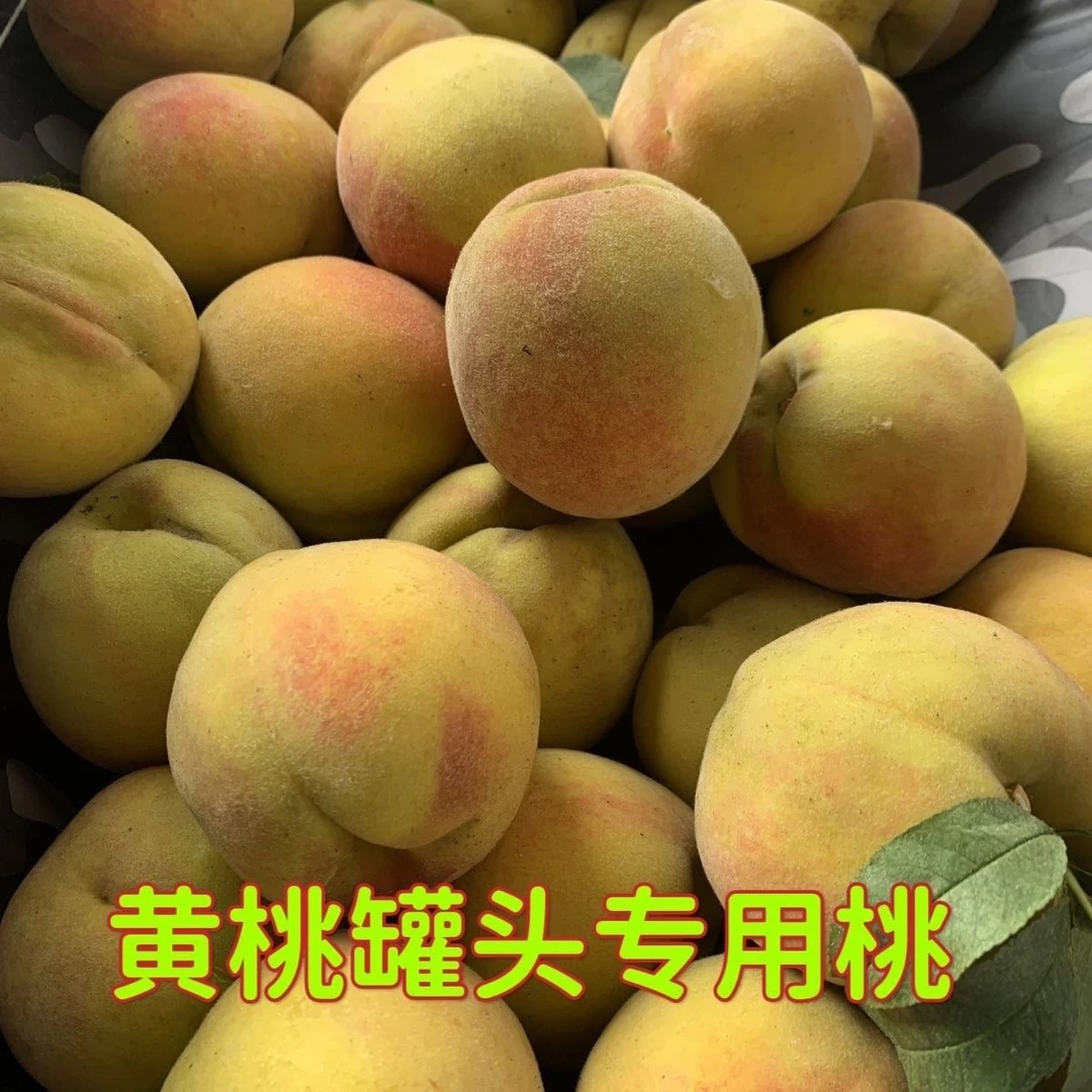 【大刚专属】顺丰包邮19黄桃酸甜口做黄桃罐头黄桃酸甜孕妇