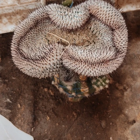 860仙人球的比赛中获得