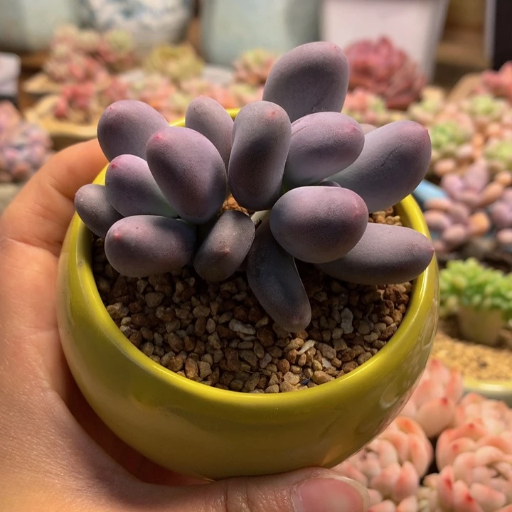 精控米可奶多肉双头