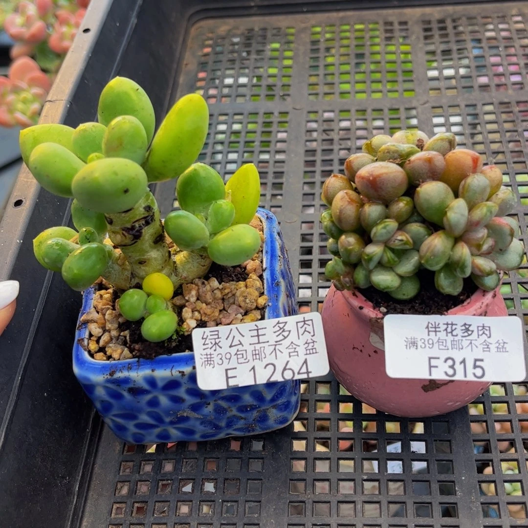 橙***子264-315-多肉4-6cm共两颗