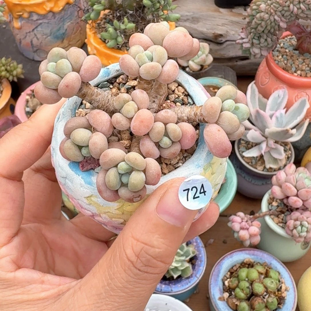 724 多肉含盆土30元包邮➗偏远地区