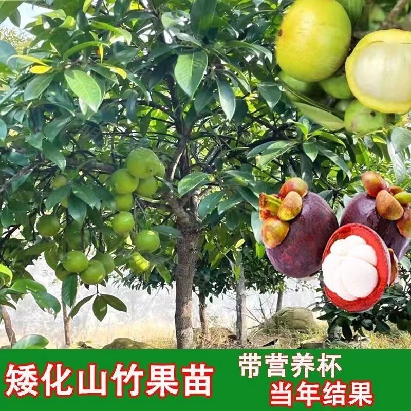 正宗黄金山竹苗岭南山竹苗南方果树苗地栽盆栽阳台庭院种植包邮