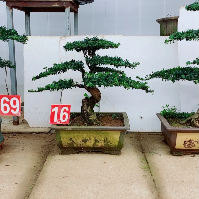 【闪购商品】罗汉松