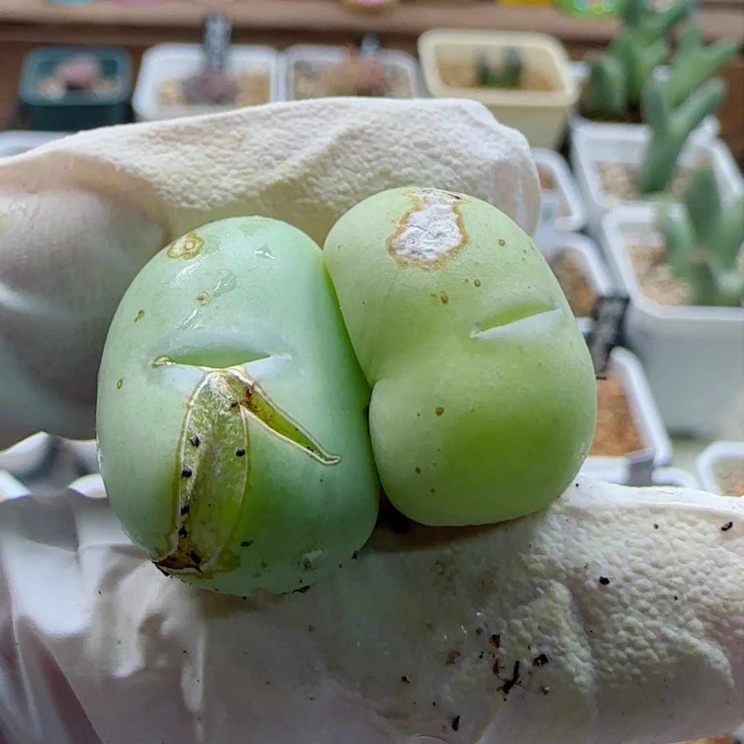 大*?1-22当天满58包邮多肉脱土