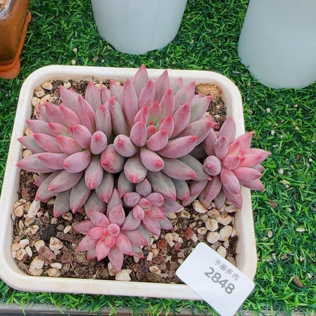 虞美人，2848多肉植物