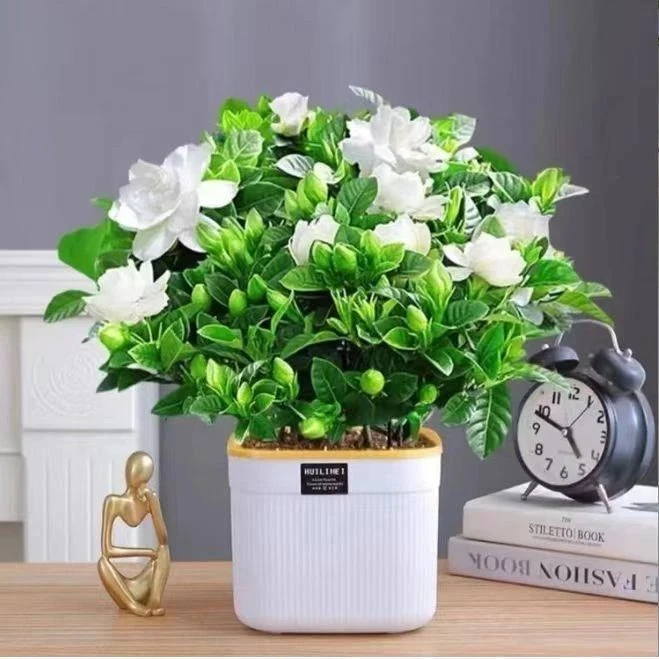 栀子花盆栽花卉植物室内带花苞阳台水培绿植浓香型大树苗四季好养