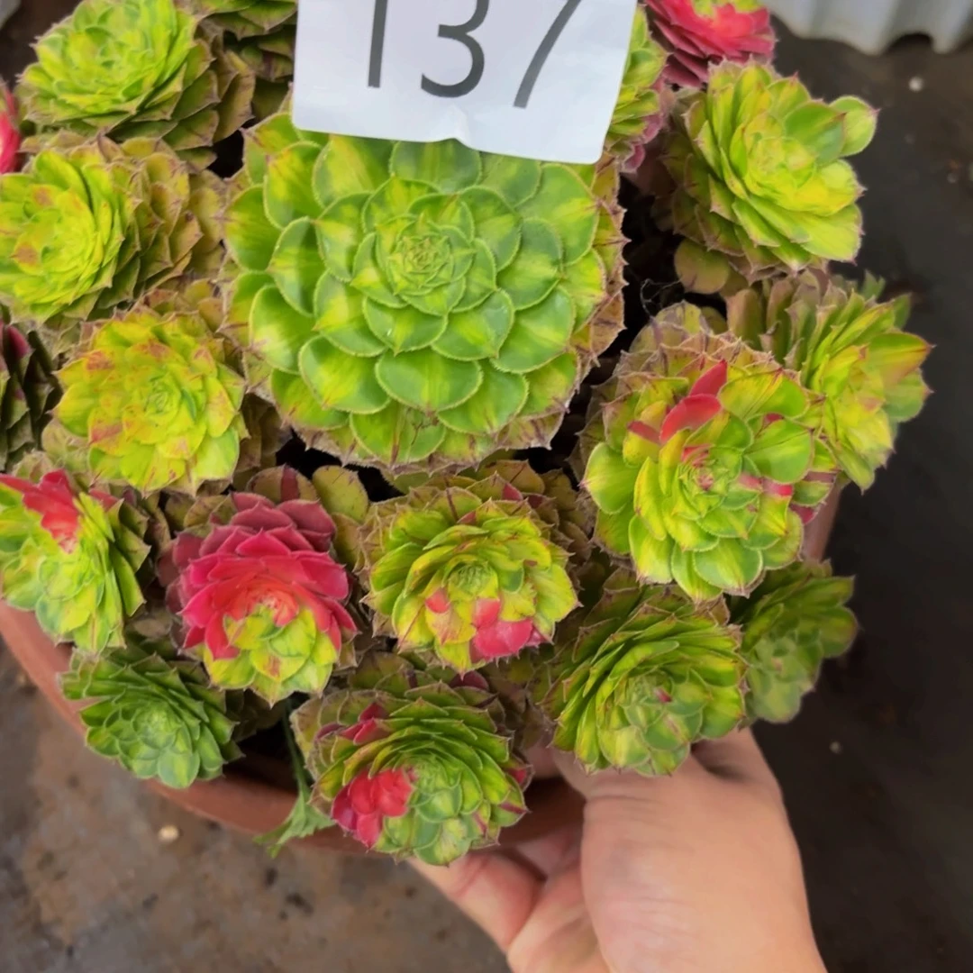 半***过137多肉植物知否特价