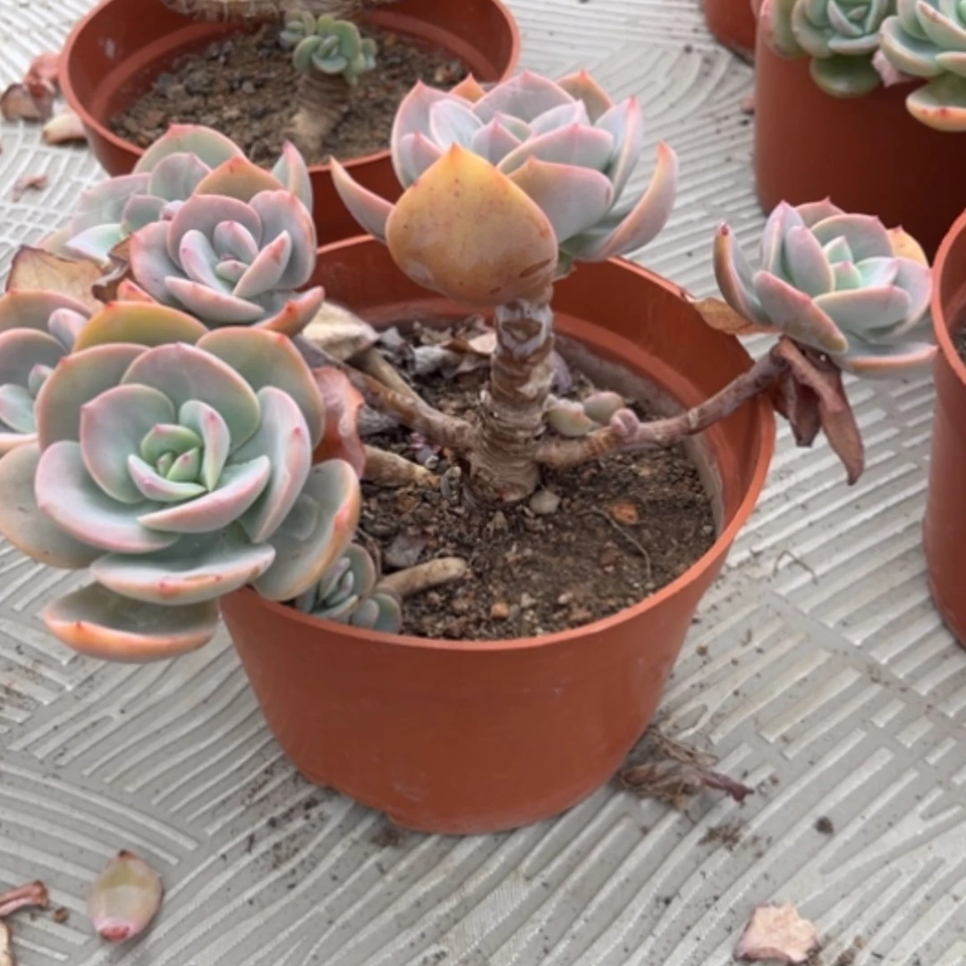 【闪购商品】ღ**ღ白凤