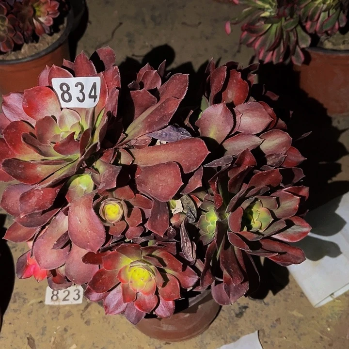 838香妃多肉植物处理不售后