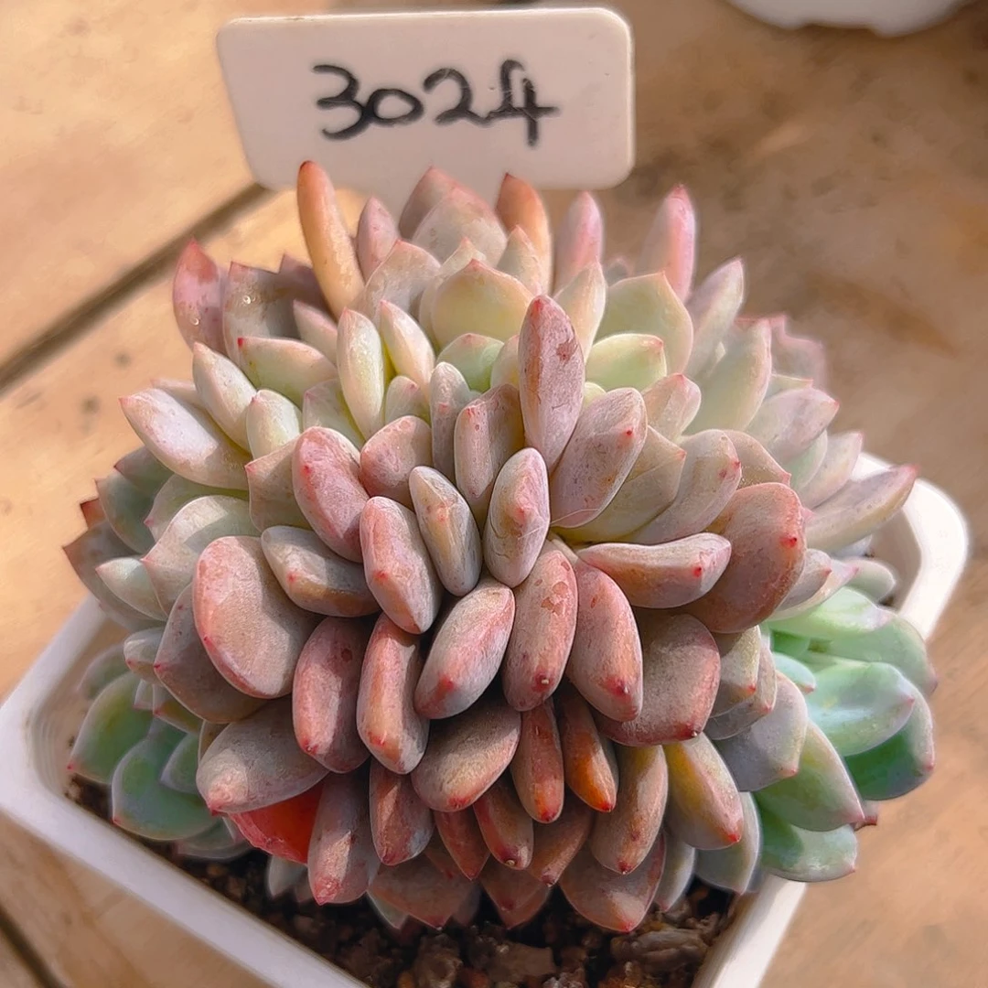 橙梦露缀3024号一物一拍