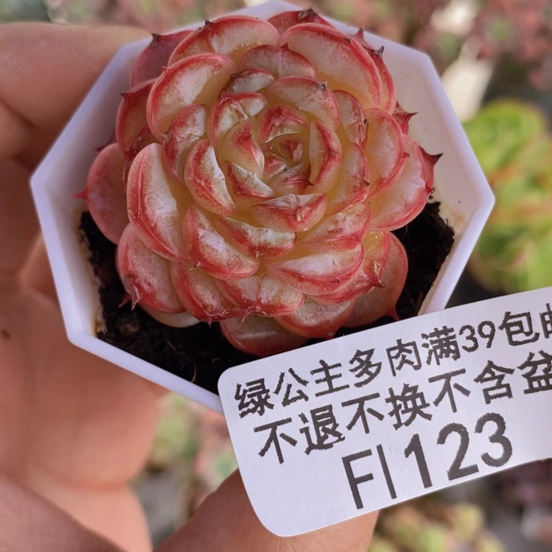 天鹅绒4cm123多肉植物
