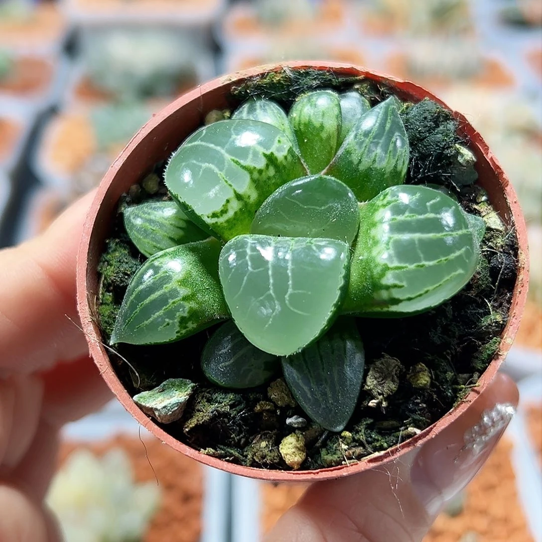 十二卷多肉月光女神