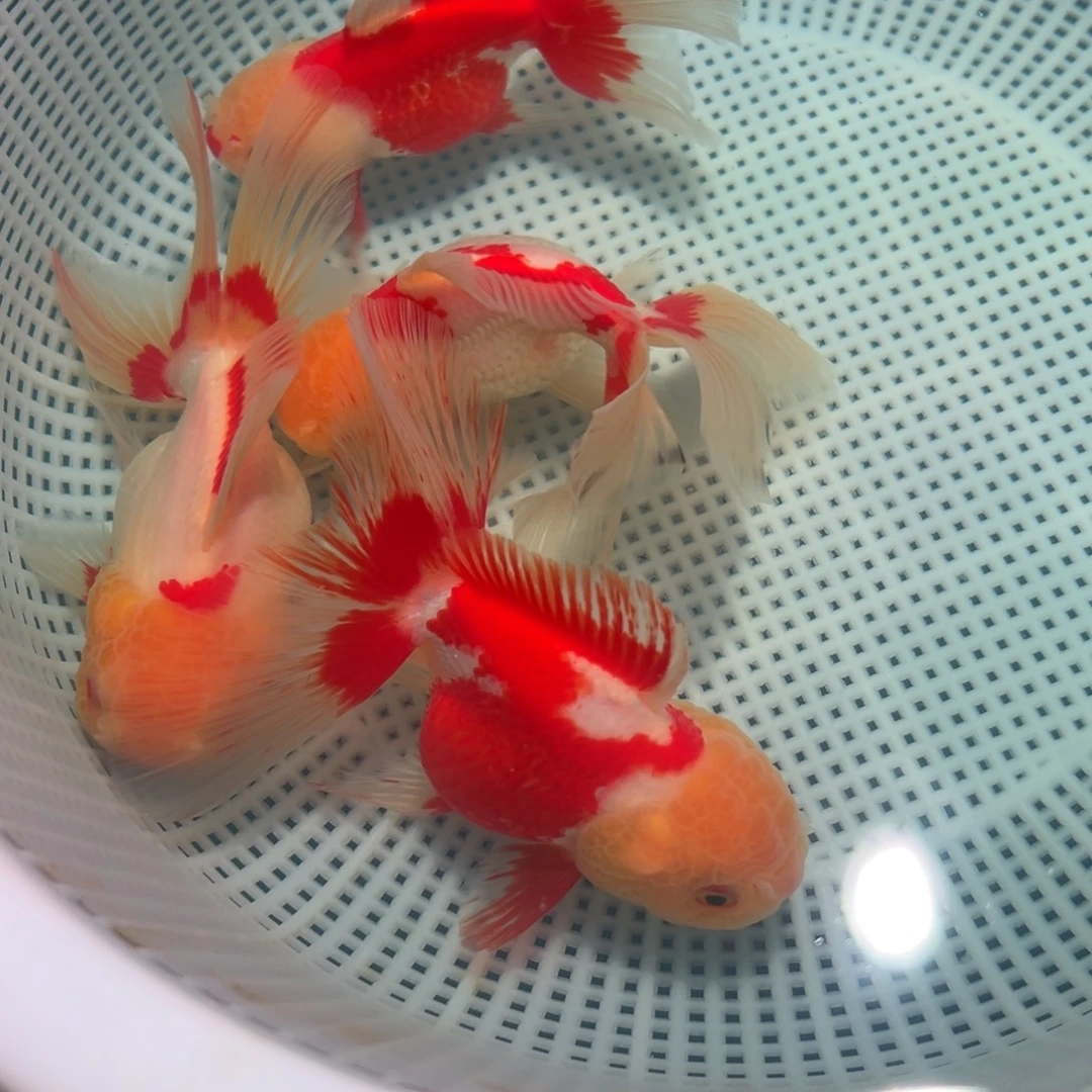 金鱼冷水观赏鱼混搭