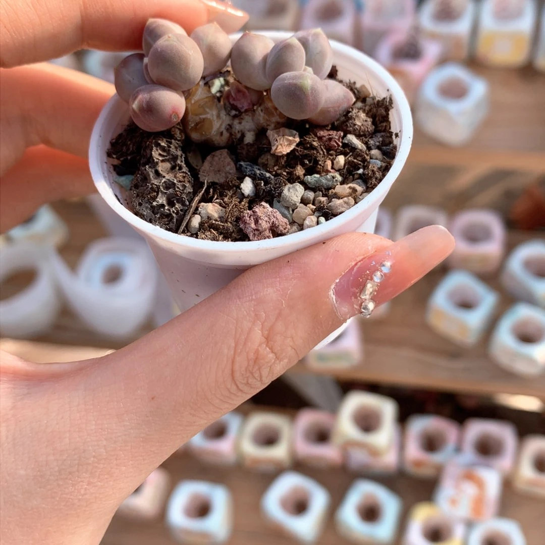 韩国天空美人哈哈哈哈哈哈