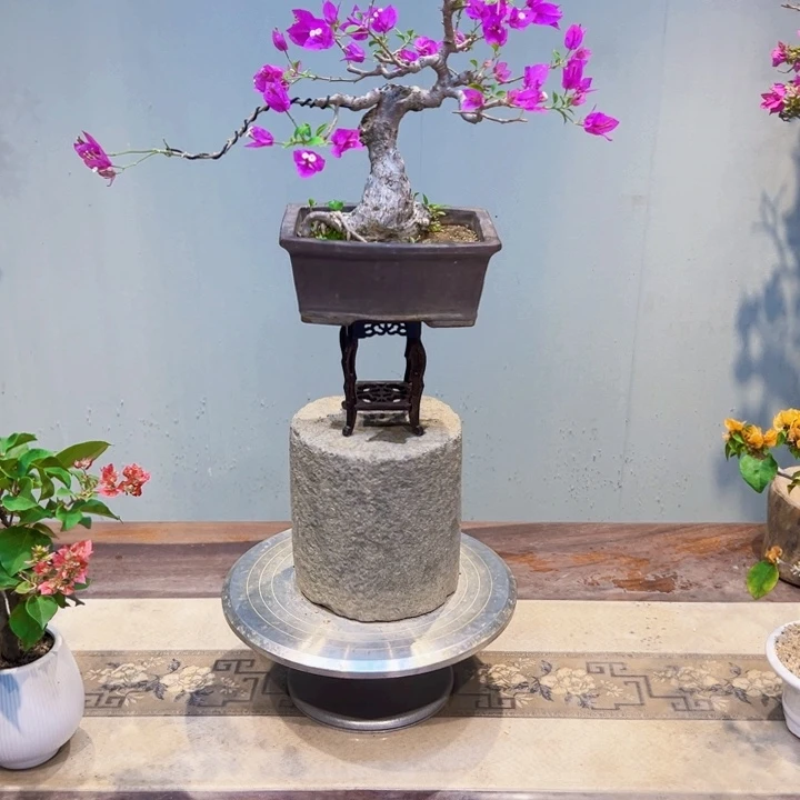 言***汐完全开放小叶子三角梅