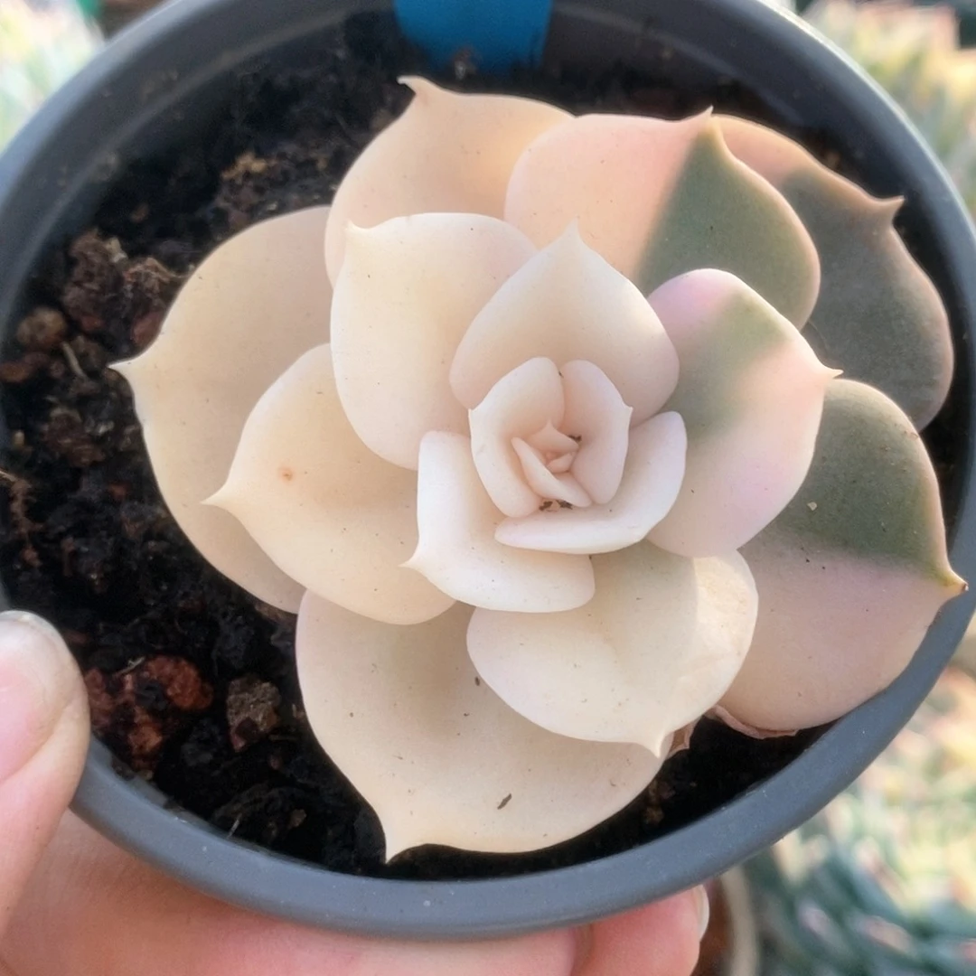 274锦锦锦锦锦锦锦