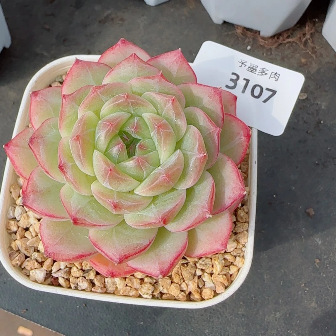 奶油卷，3107多肉植物