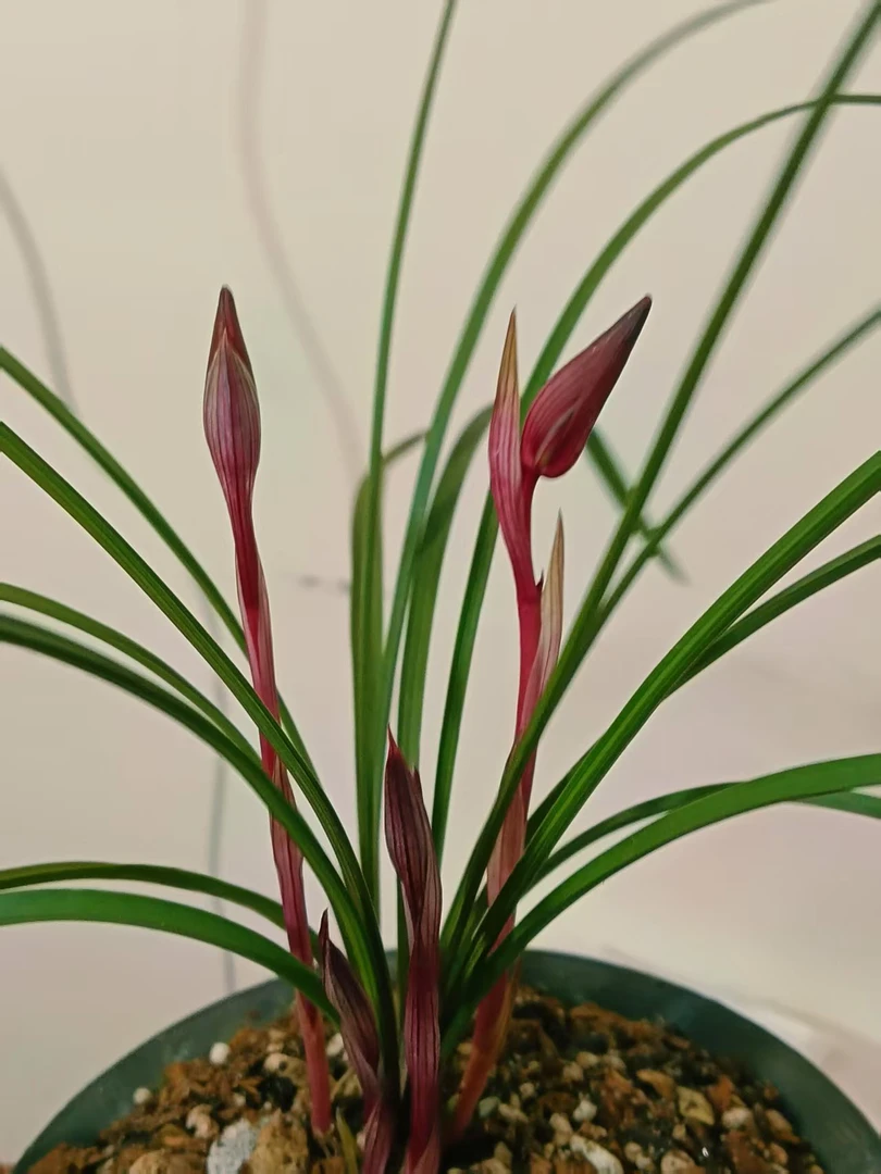 春兰兰花花卉绿植盆栽盆栽室内红花红素春兰红花红素