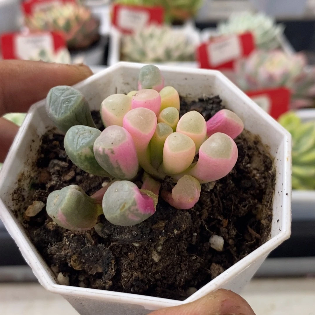 五十林玉锦多肉植物