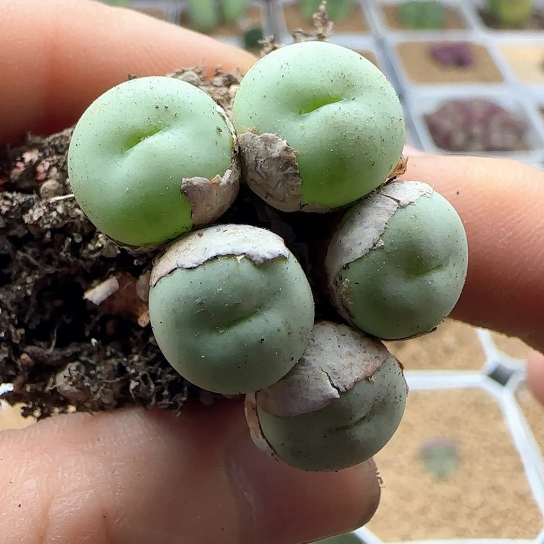 清棚大甩卖开始了43340