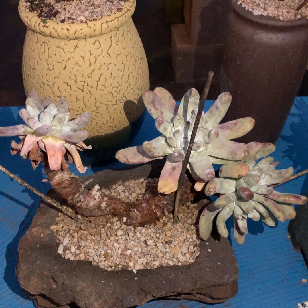 吾*拇指，多肉植物啦啦啦啦啦