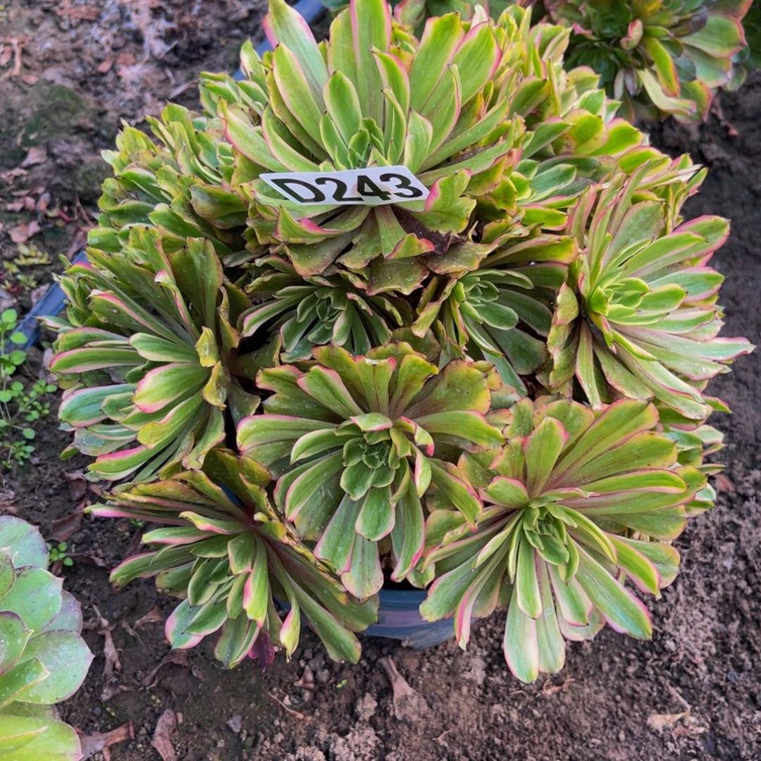 粉黛变异26//41包邮