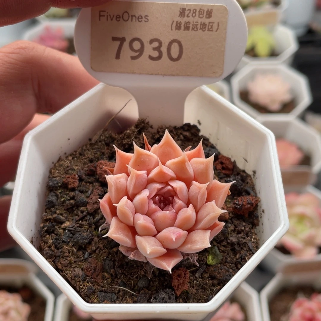 财路7930-3.5厘米