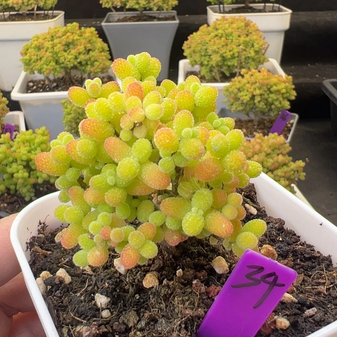 34号8cm盆金桔糖球