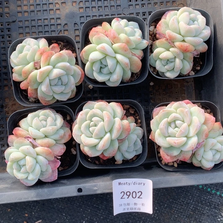 2902六颗冰玉脱土包邮