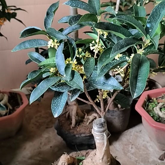 苏***龙完全开放四季桂花佛
