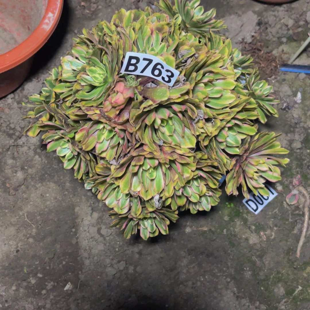 粉黛变异16/////45包邮