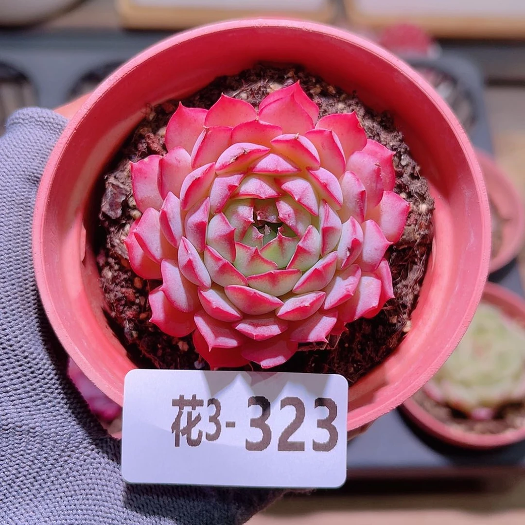 花03-323桃花雨单头