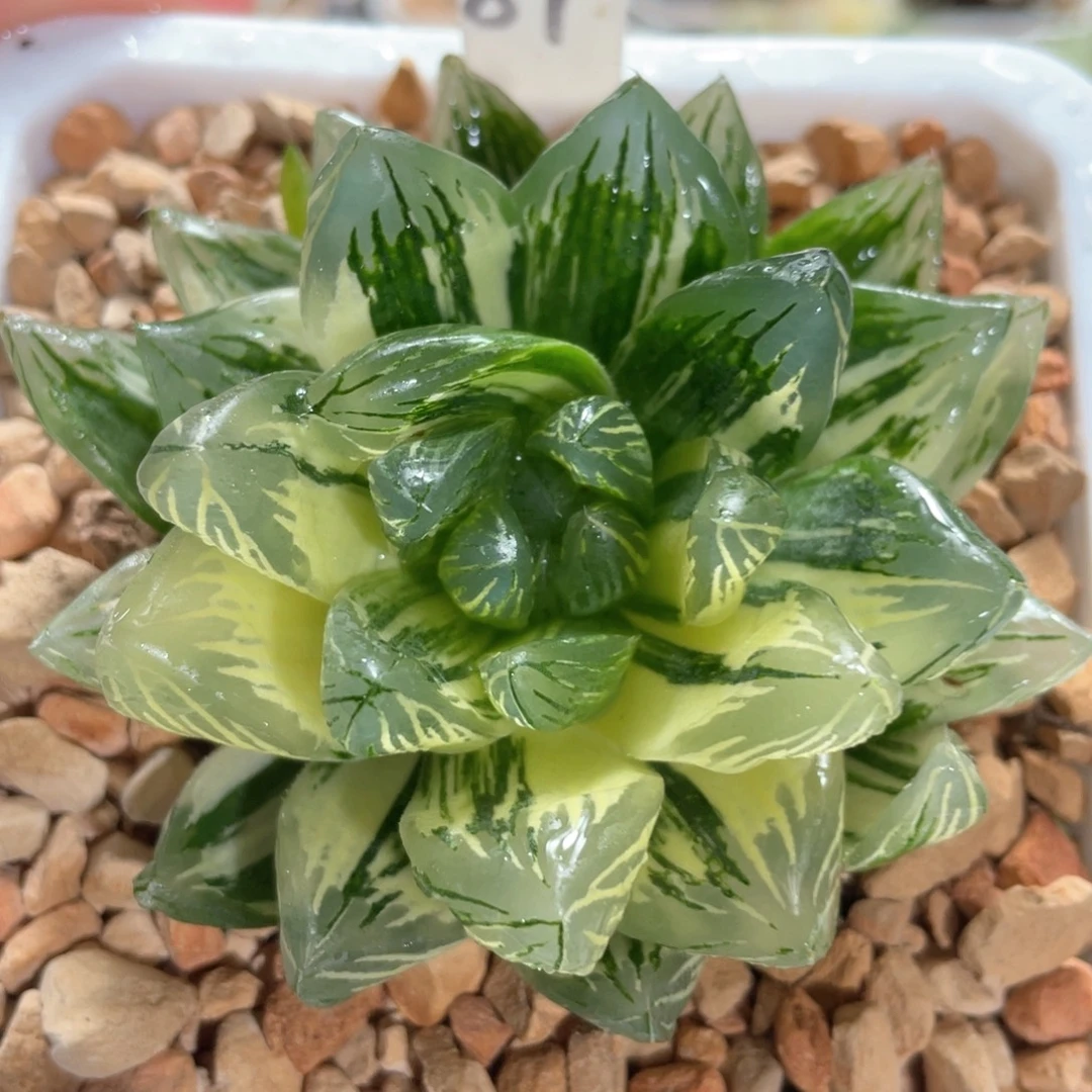 87花火锦。