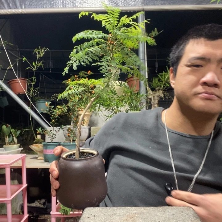 ～****以实际为准盆景绿植盆栽124