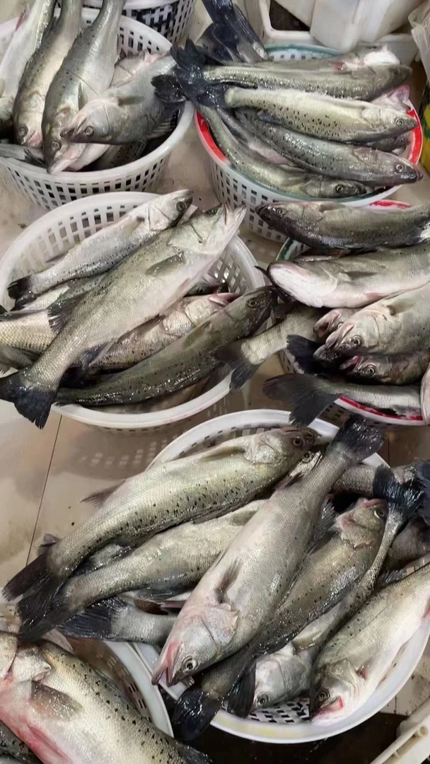 (小阿姨专属)野生鲈鱼