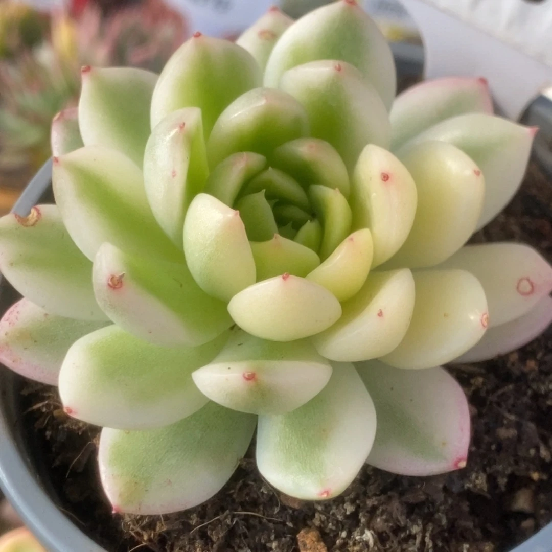 185西亚锦锦锦锦锦锦